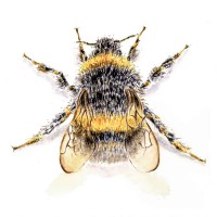 Bumble Bee - Art Print
