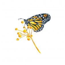 Orange Wing - Art Print