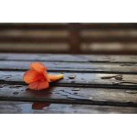 After The Rain - Art Print