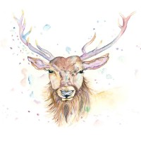Campbell Stag - Art Print