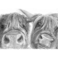 Two Coos - Art Print